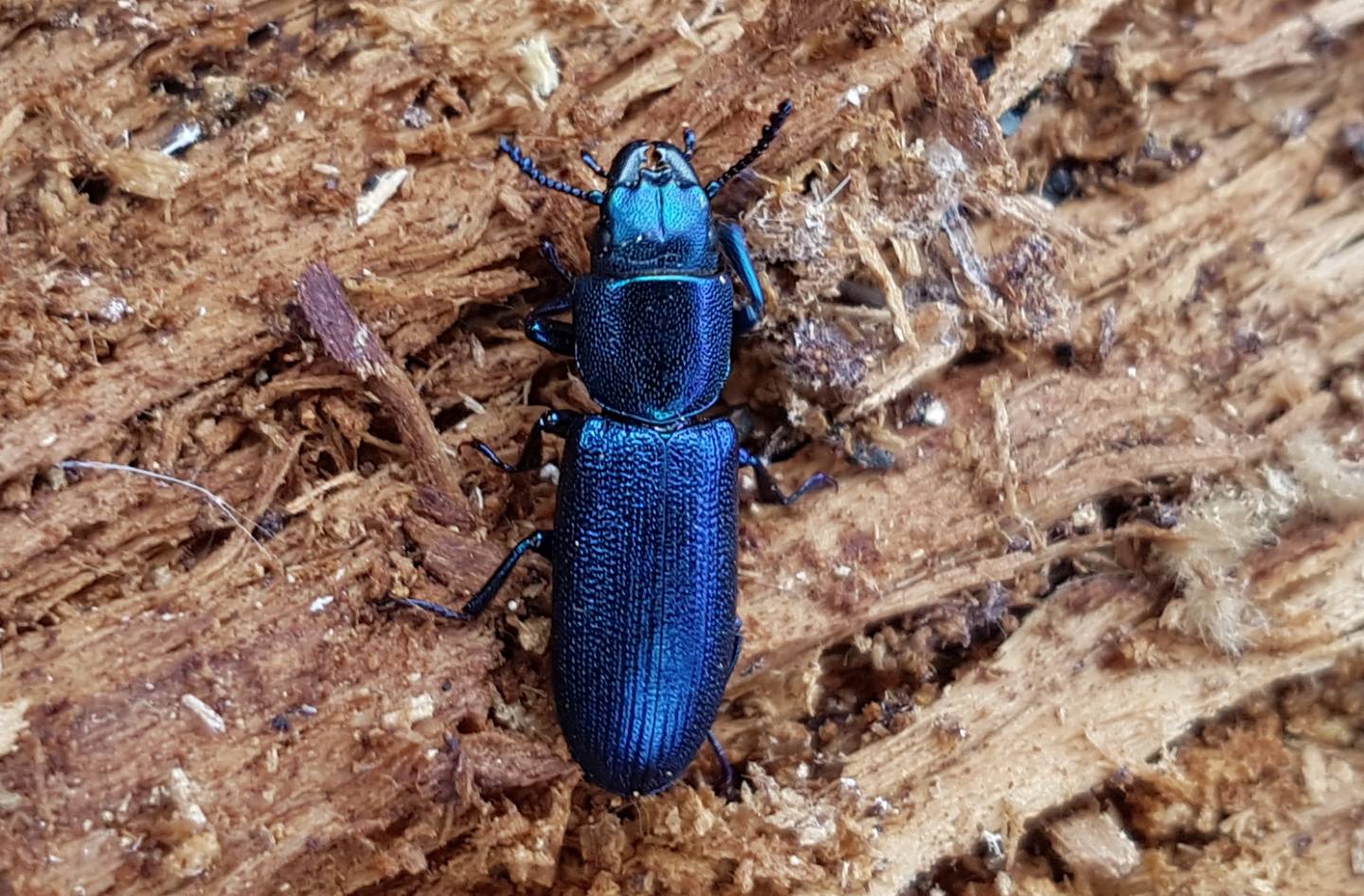 coleottero su pioppo caduto:  Temnochila caerulea (Trogossitidae)